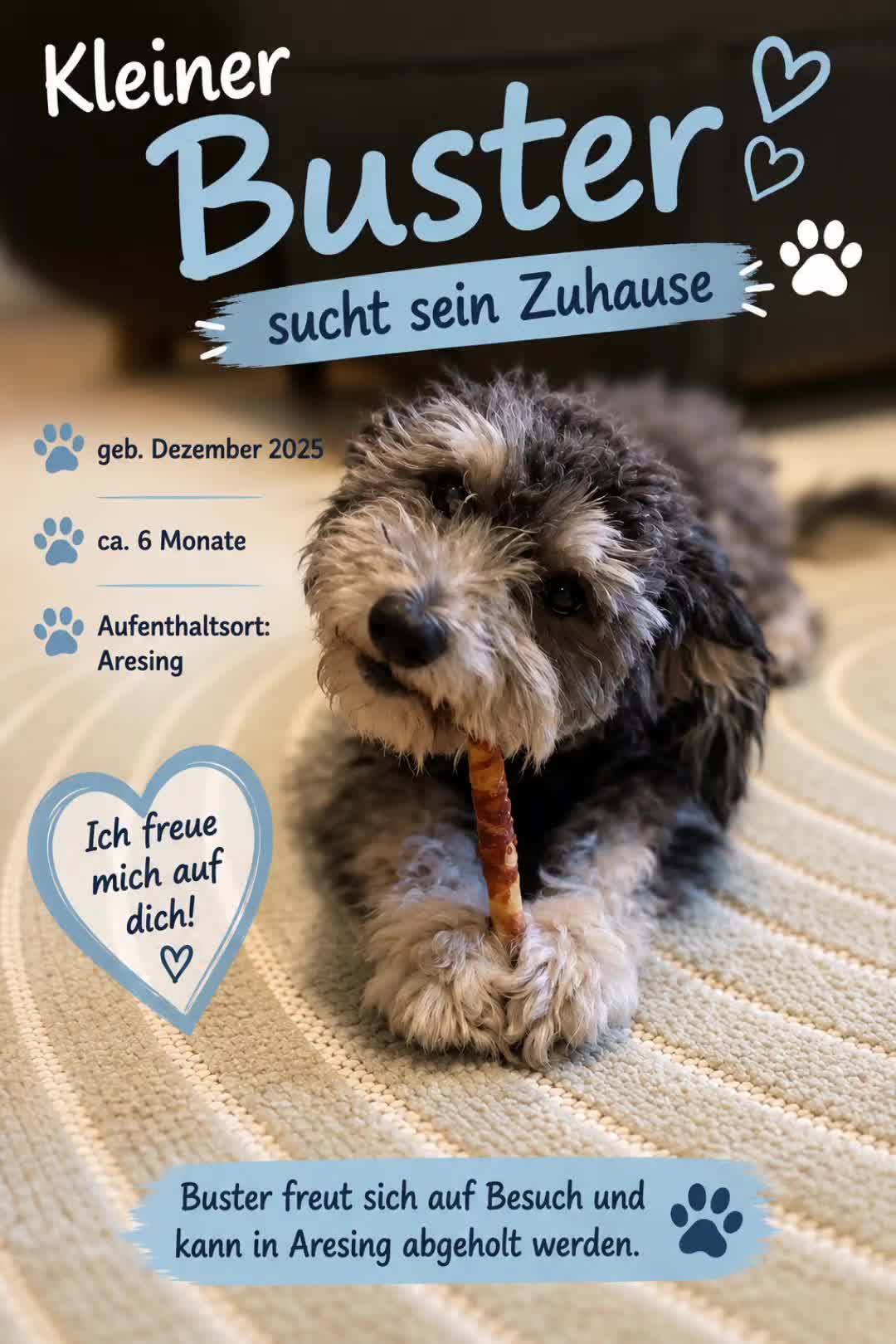 @🐾 PfoteF&uuml;rPfote 🐾
