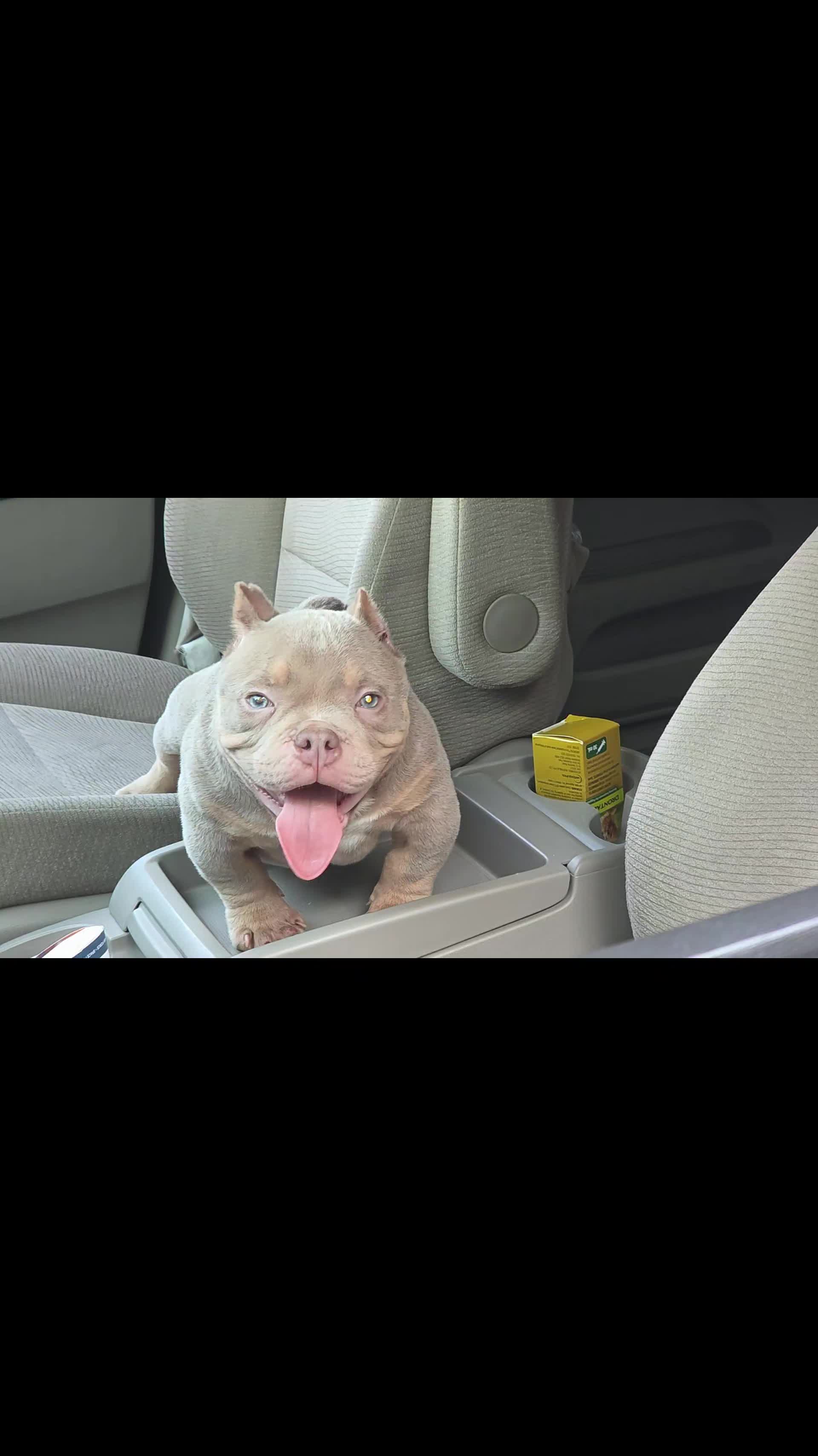 @baglife_kennels