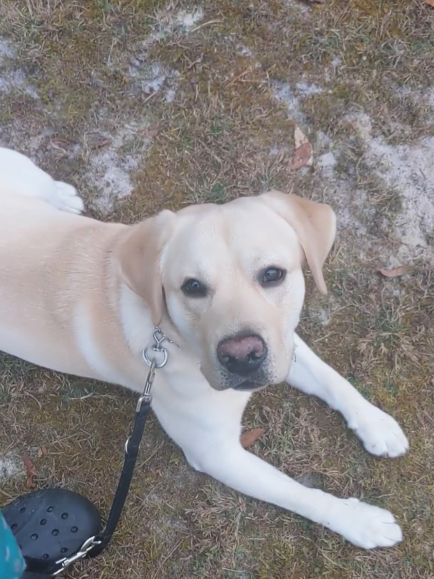 @Service Pup Milo
