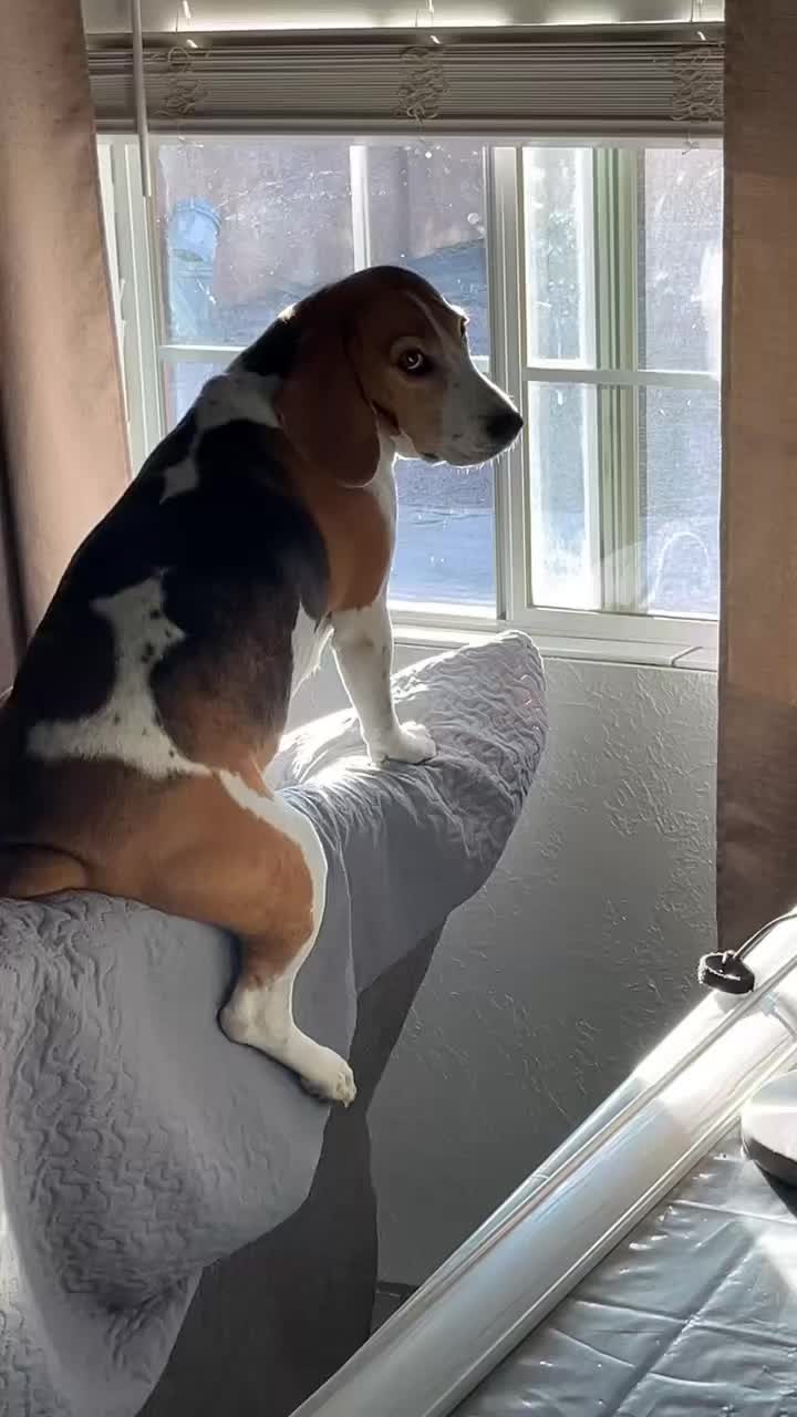 @Adventures of sky the beagle