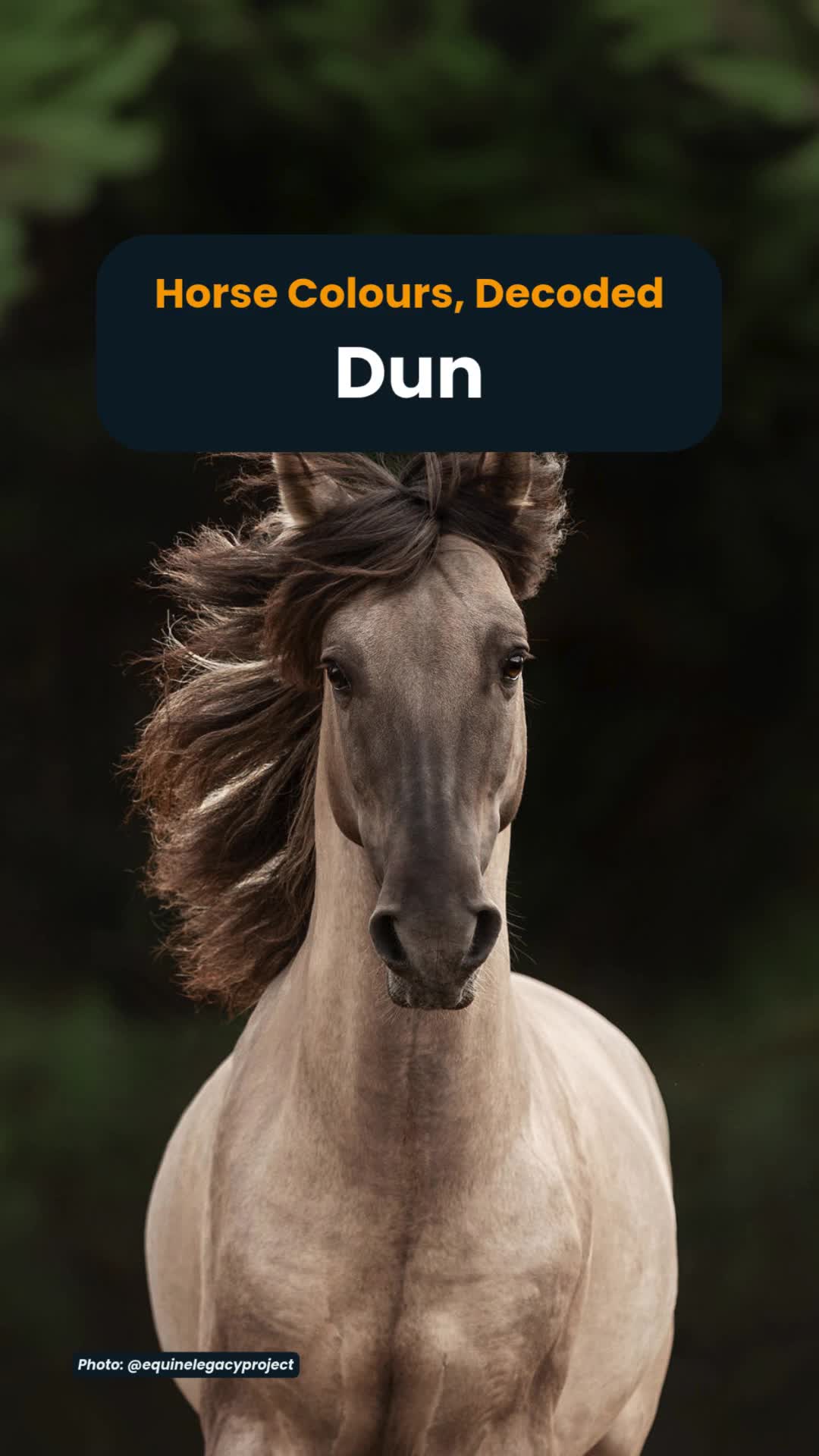 @Horse Reality