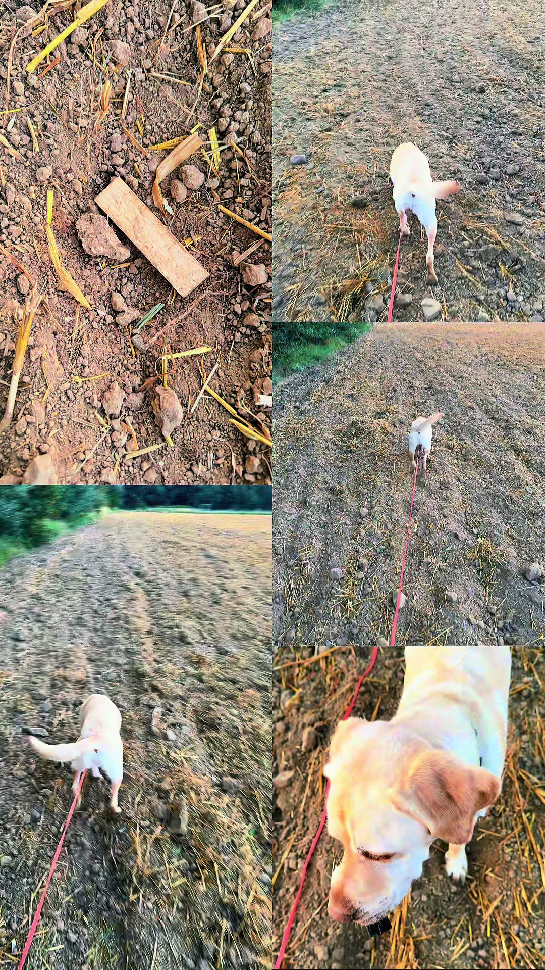 @harzerhunde