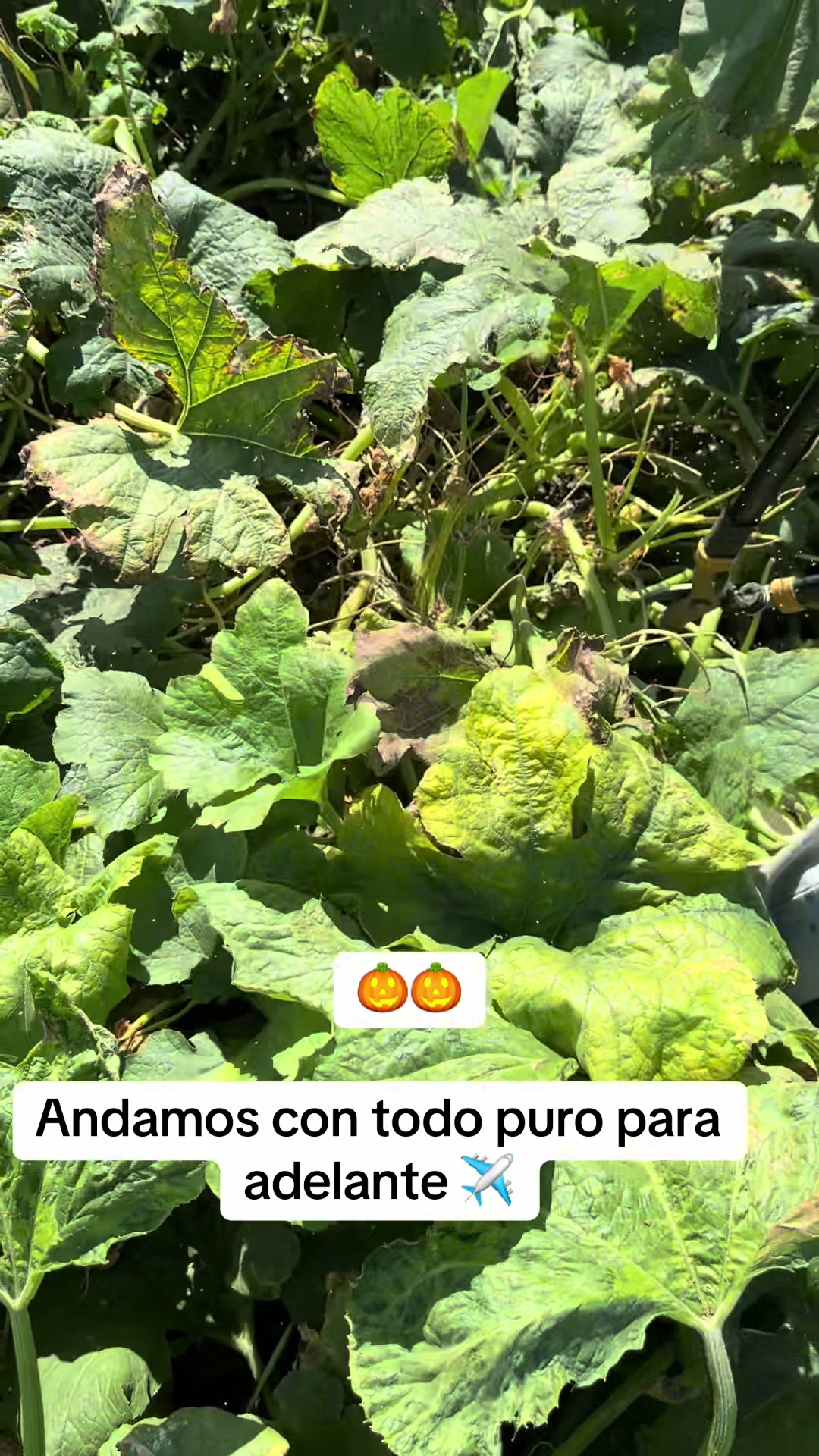 @🐺😎Cm Gera 🐺Cruz