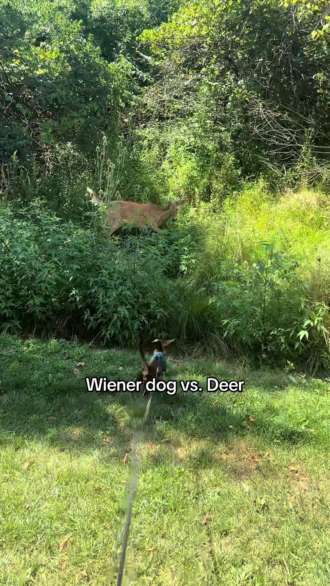 @Willie the Wiener Dog