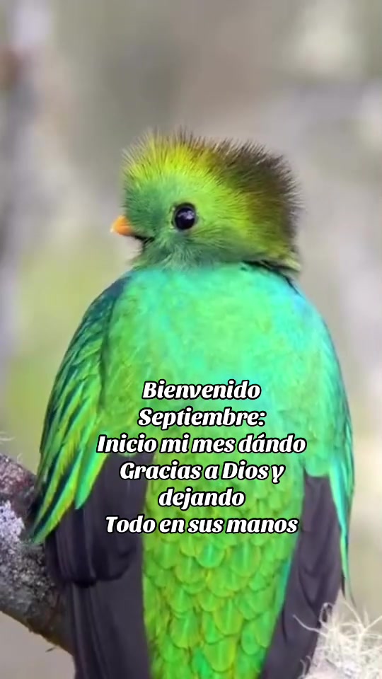 @Luis thale