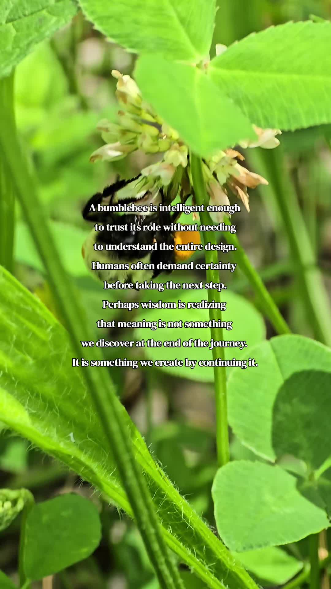 @amber83eternalroot