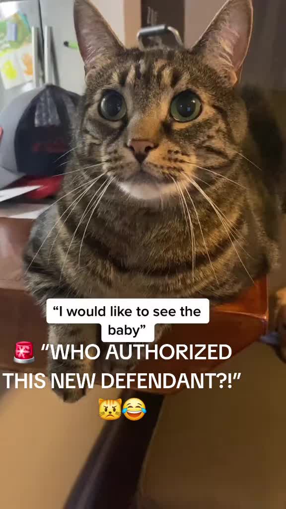 @Cat Verdict