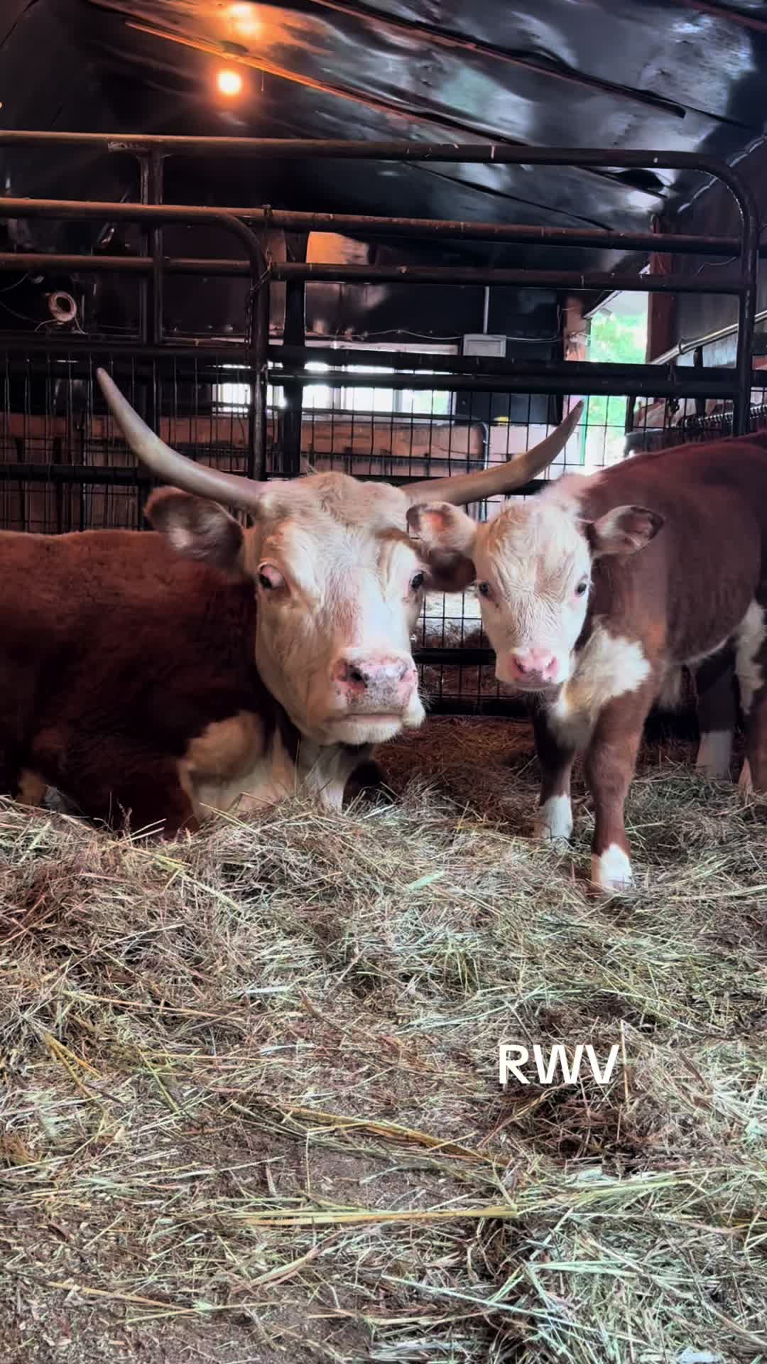 @RWV Land & Livestock