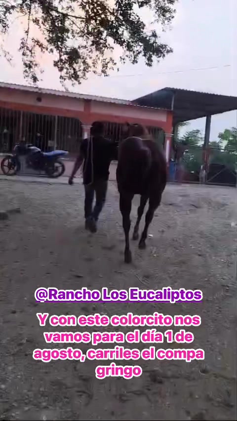 @maya