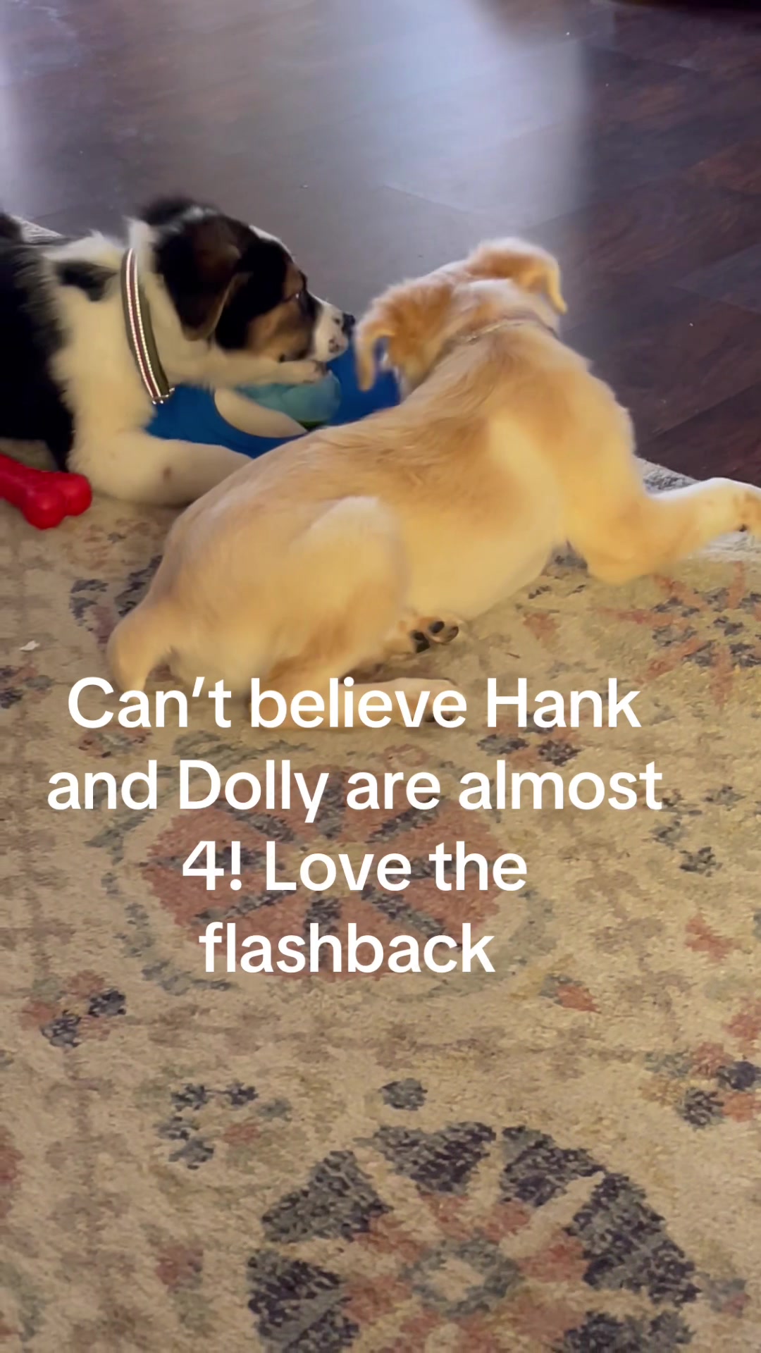@hankanddollyrescuedogs