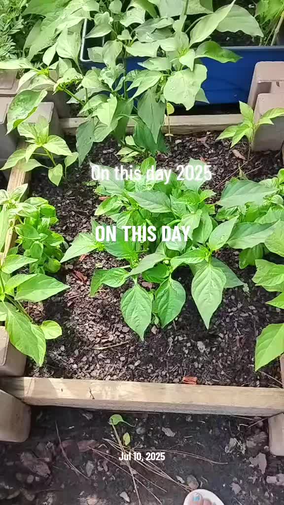 @Ronnie's garden🍅🫑🥬🥒🌻🌺