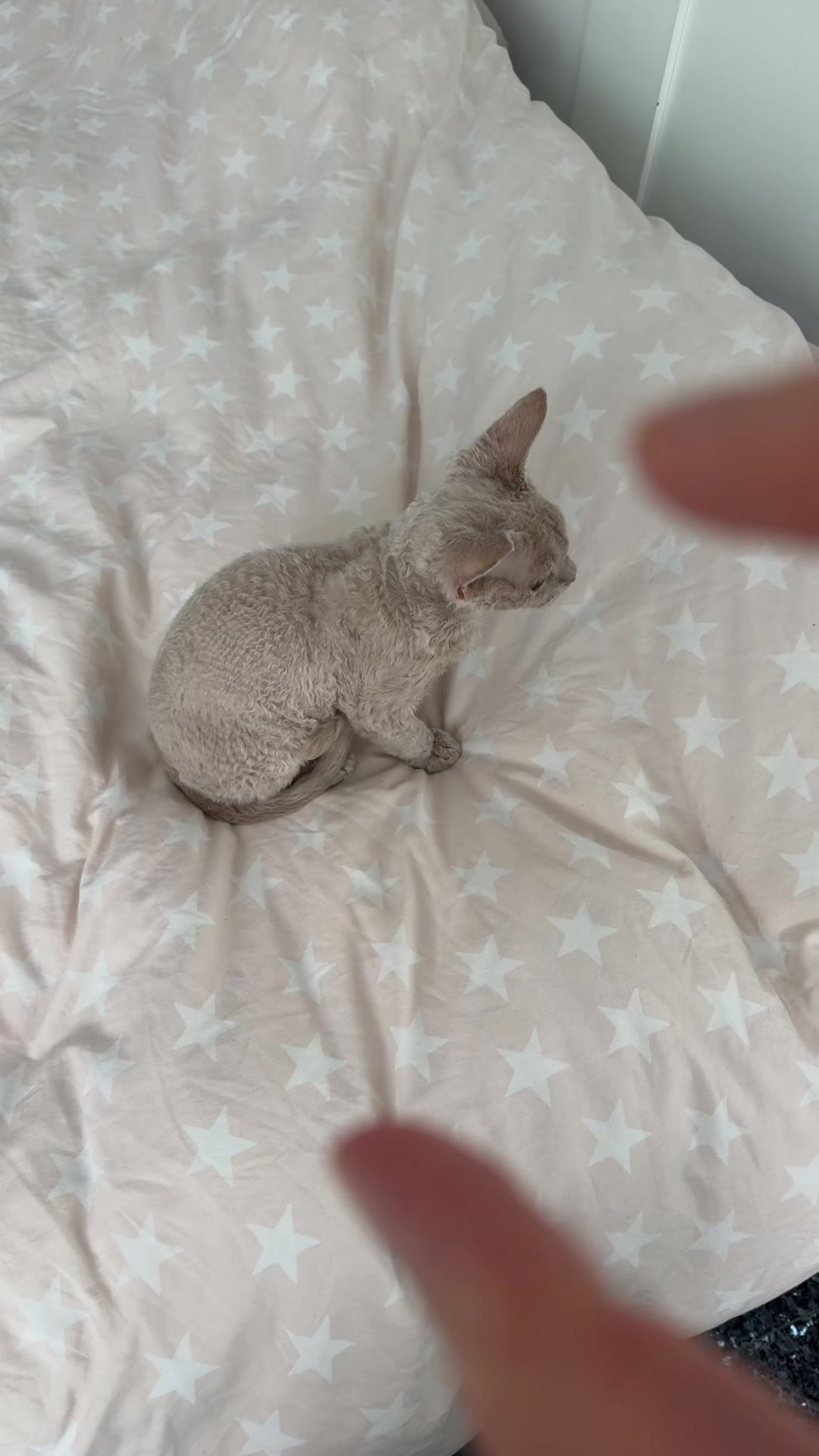 @TugbasCats