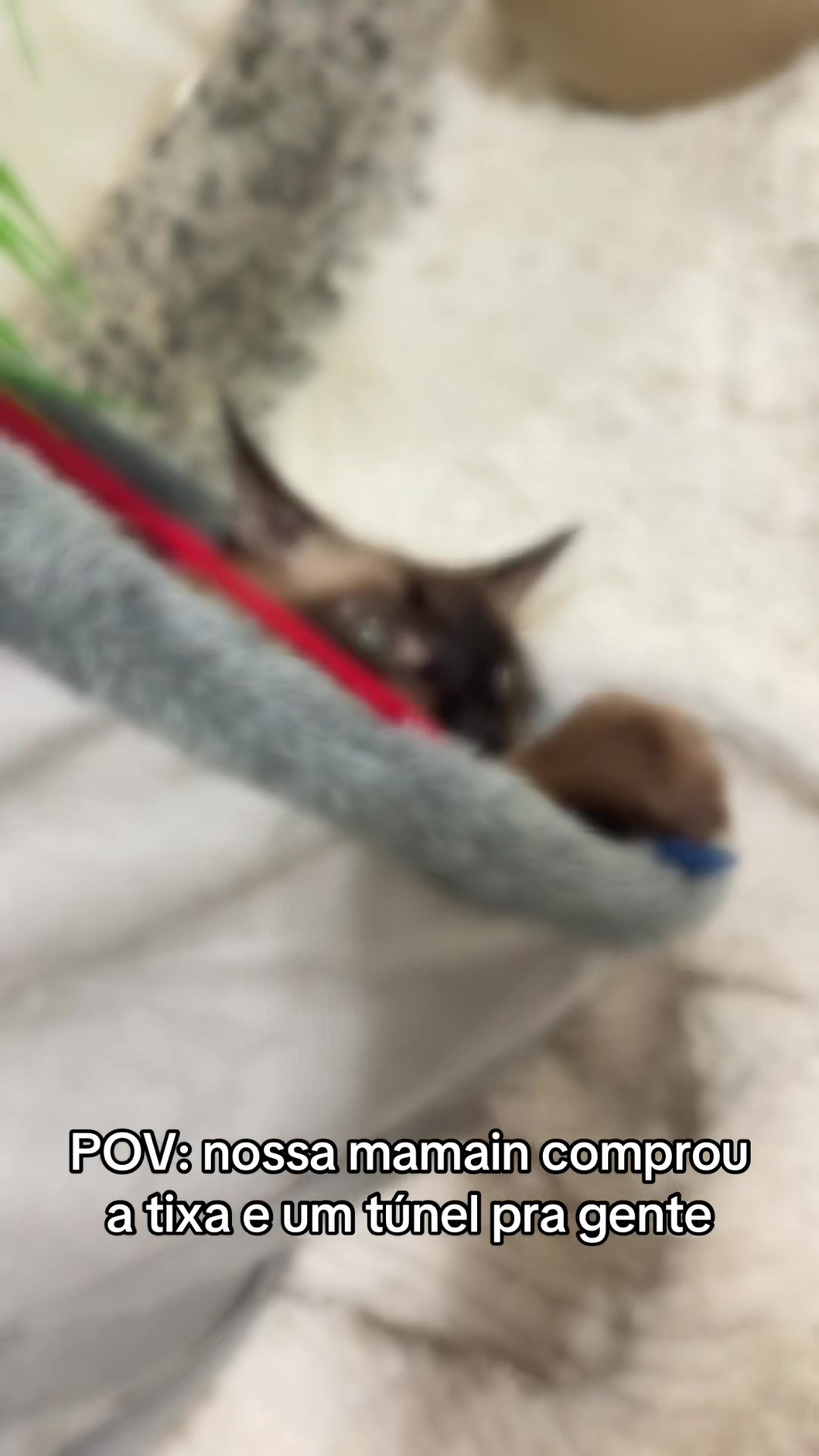 @Lorenzo the cat