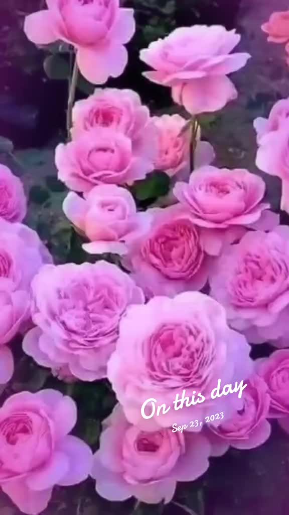 @Ruxandra Borcea