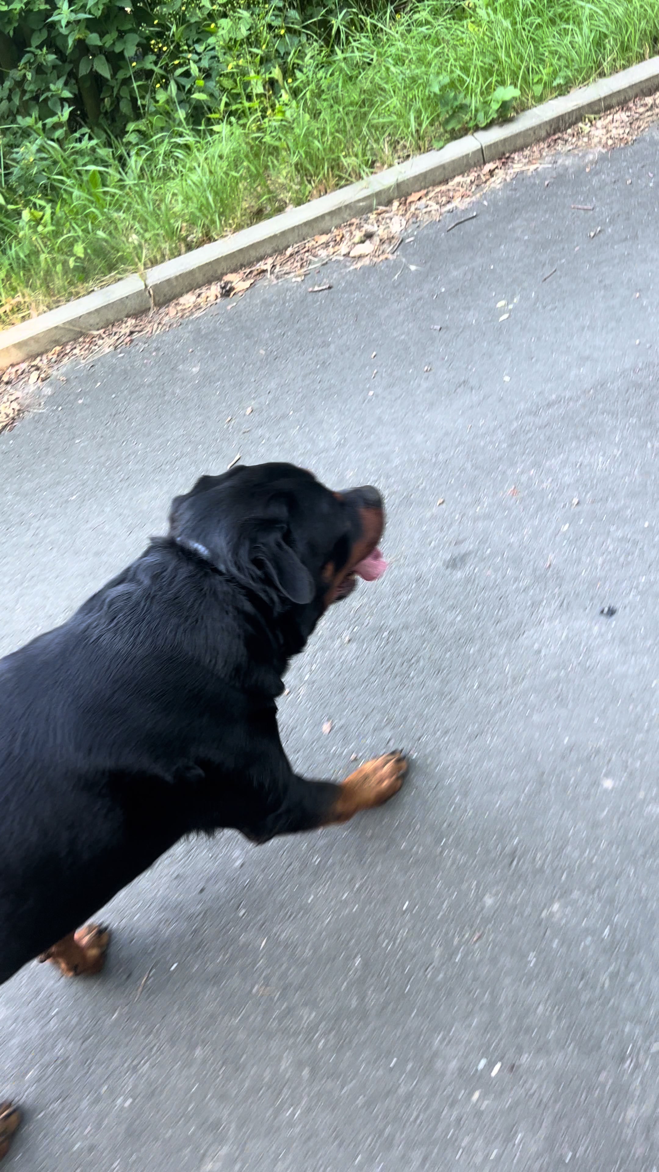 @Lucifer_Rottweiler