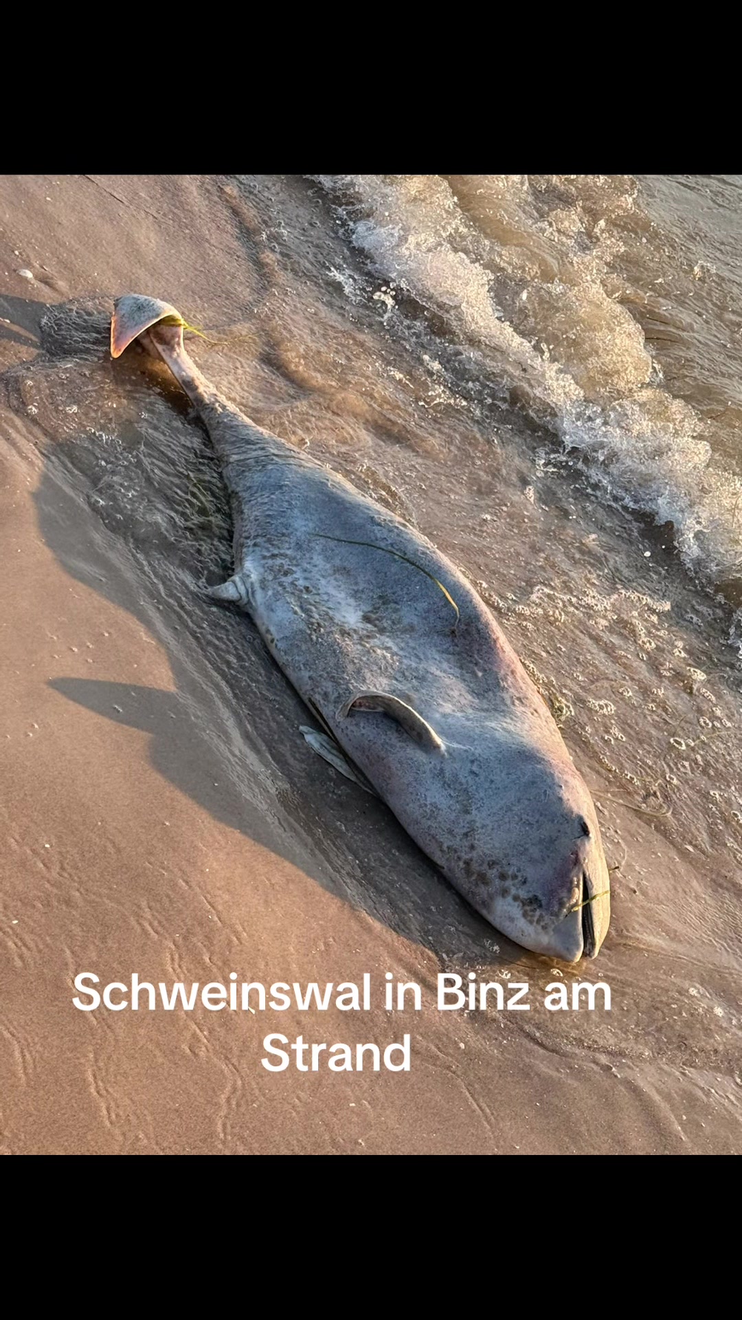 @M&ouml;lli M&ouml;llsen