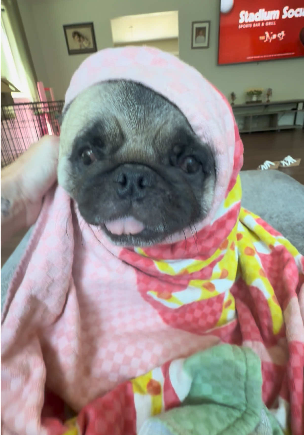 @PEARL - Quadruple-Amputee Pug