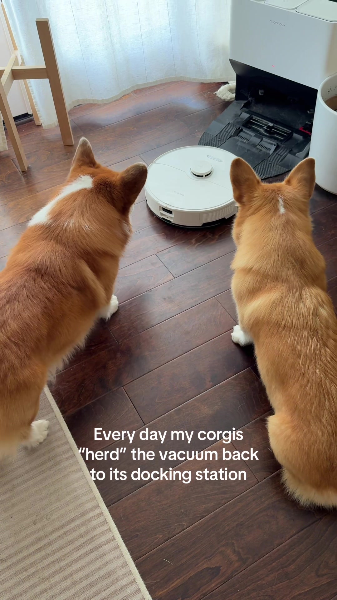 @Lacorgi
