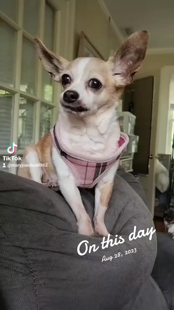 @willie_the_grumpydog