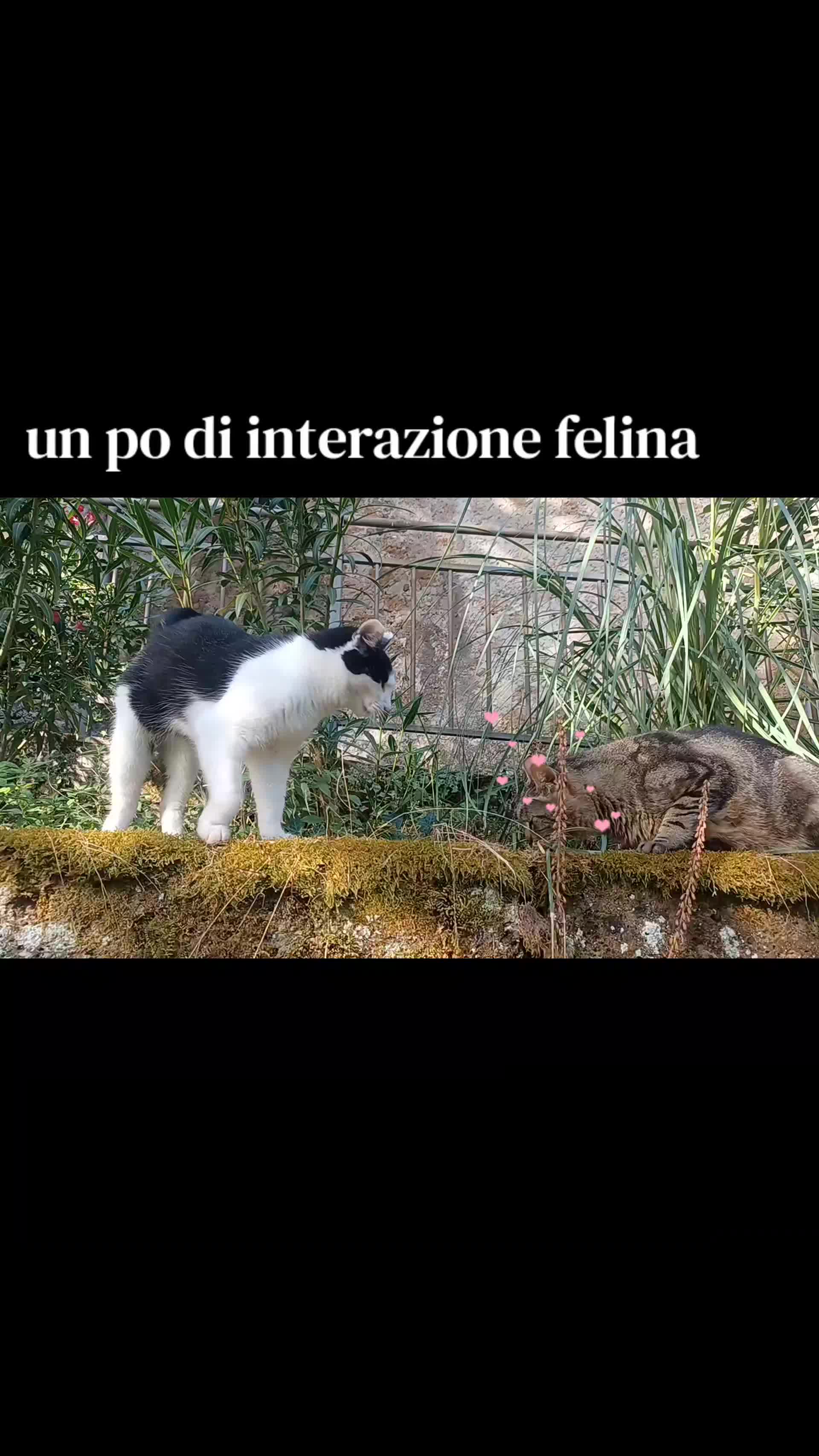 @amica dei gatti