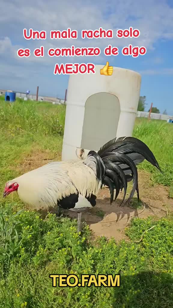 @TEO.FARM.CECI