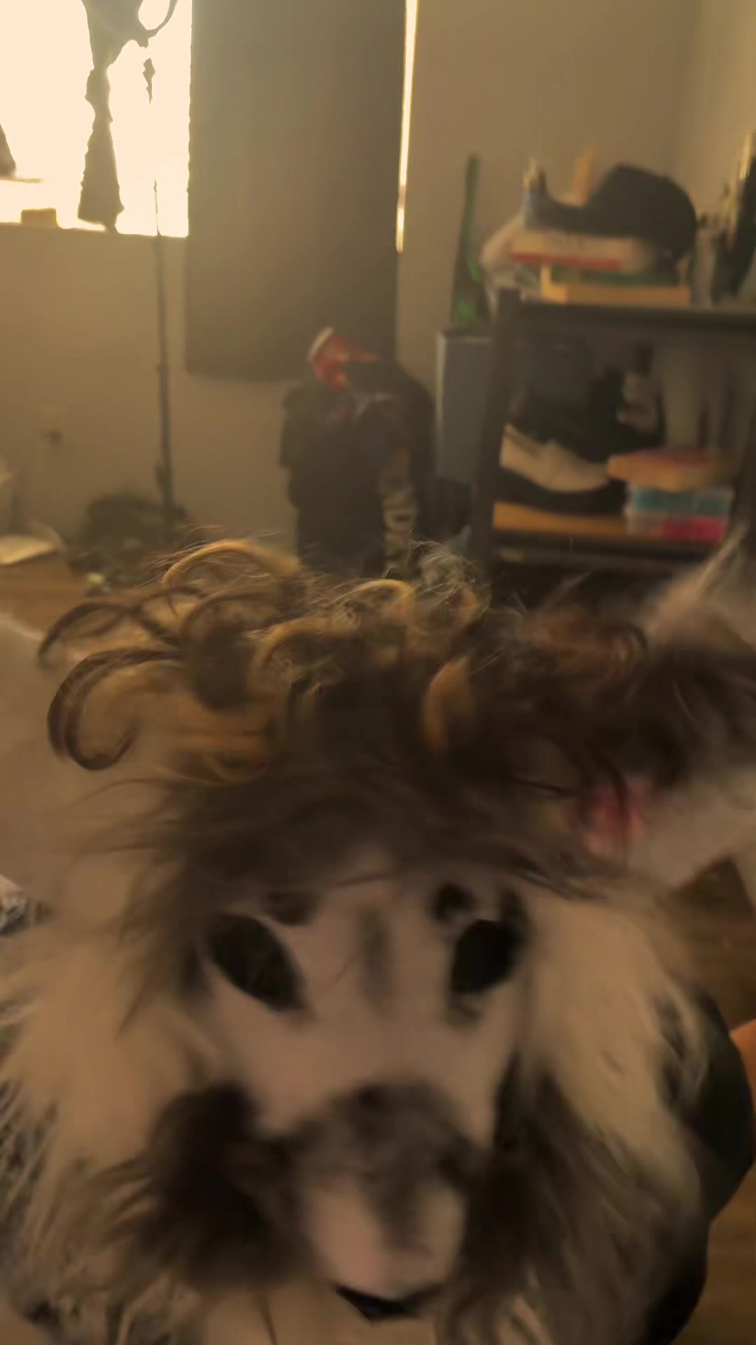 @collieollieboy