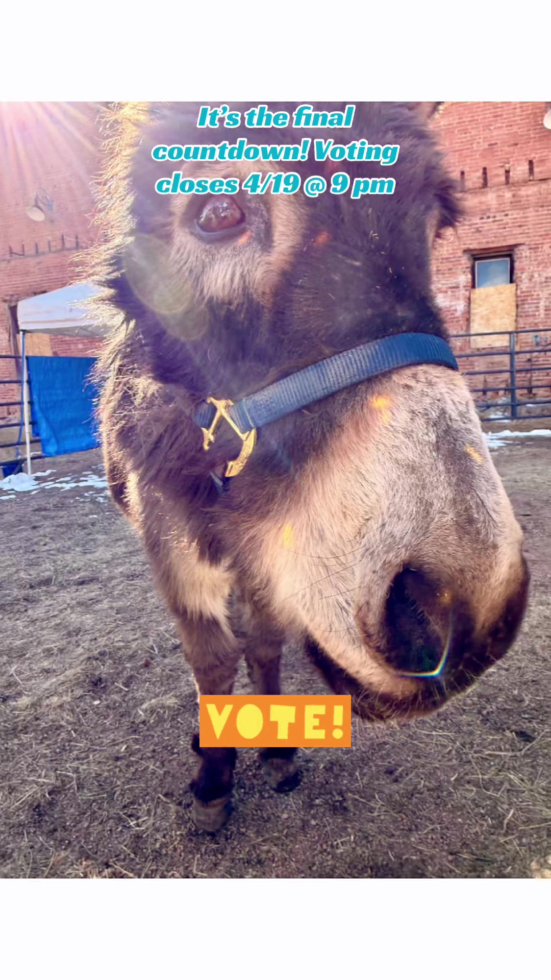 @CCDonkeysOfficial