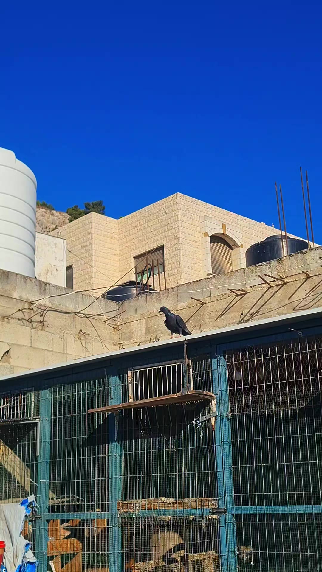 @Pigeons Tv