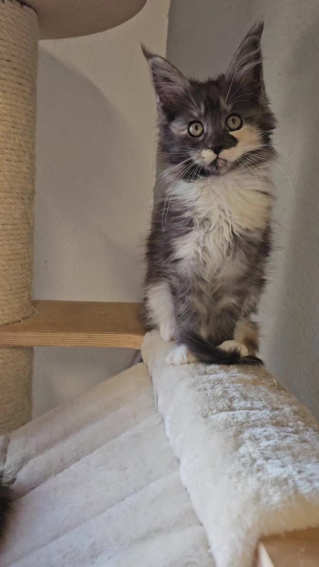 @Gentle Nature's Maine Coon