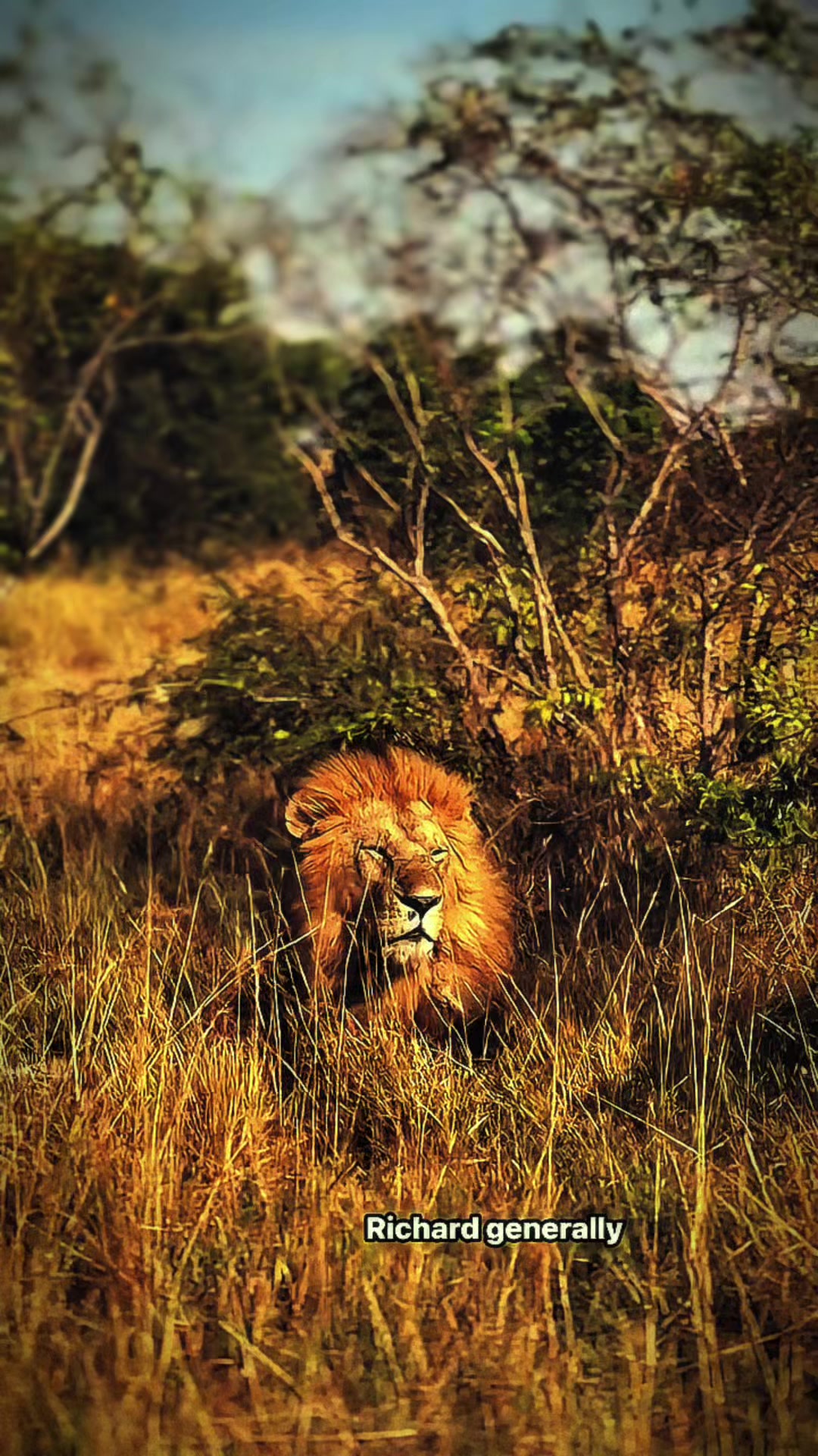 @lion_world5