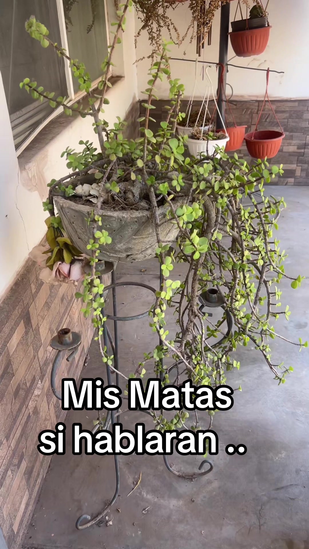 @Aranza Tallas Extras