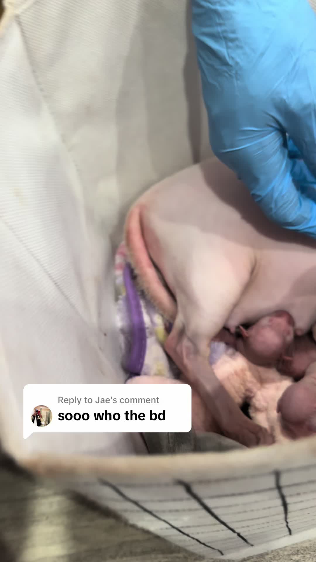 @famoussphynx