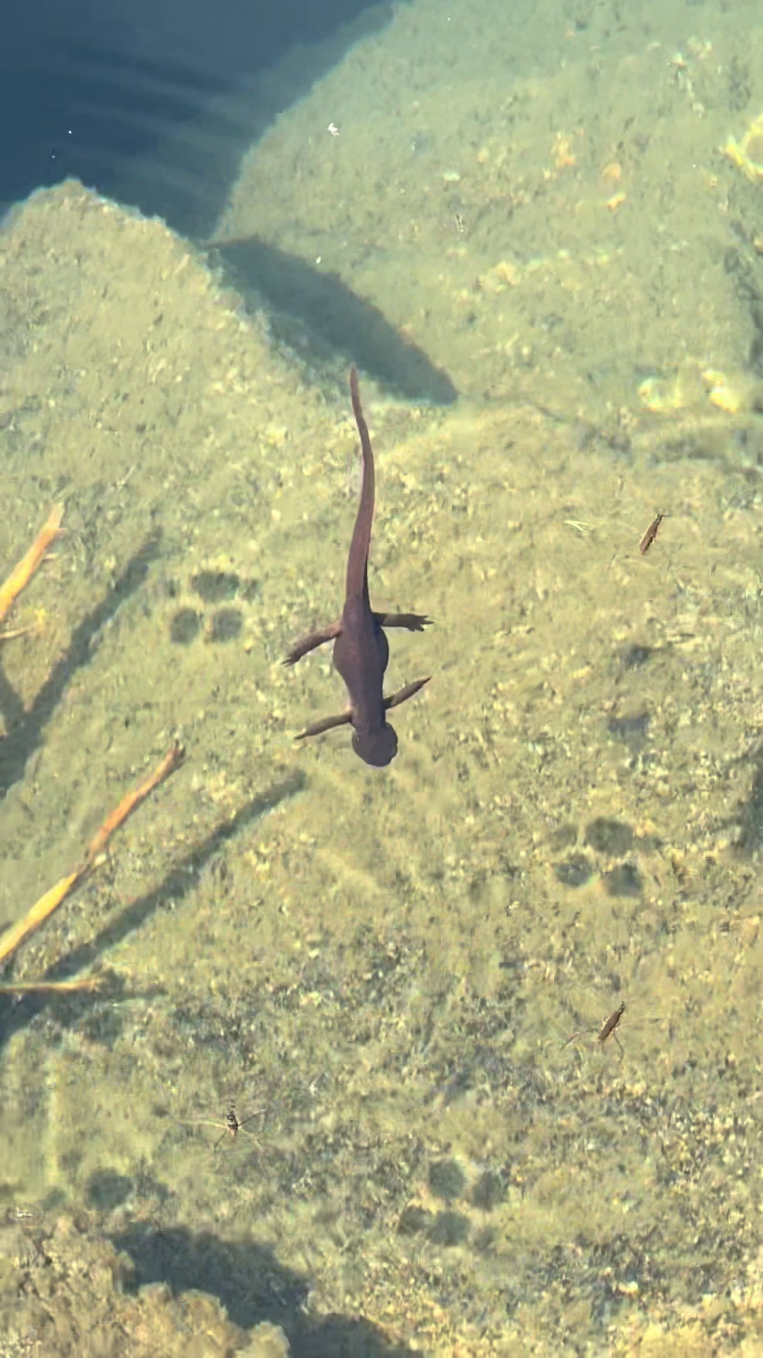 @kaylas