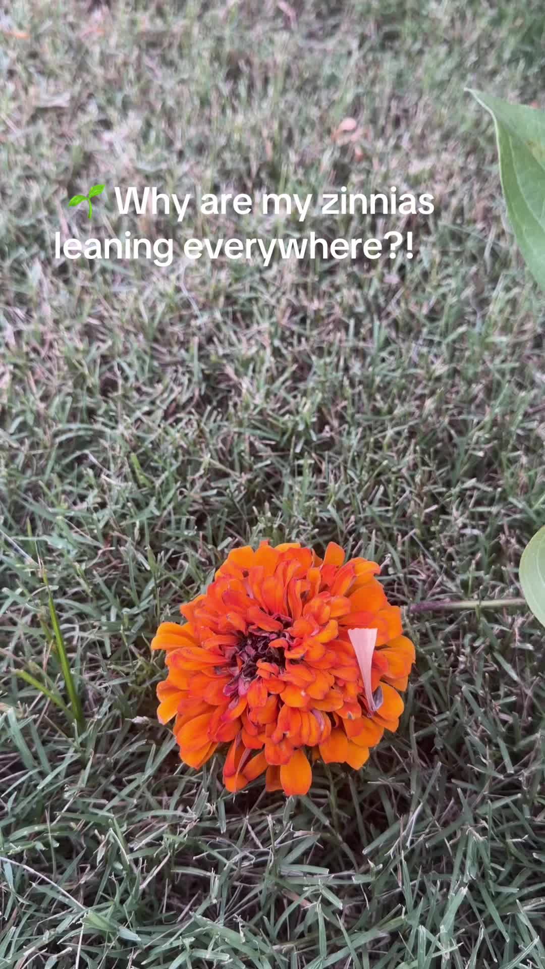 @Fauzia garden Lover