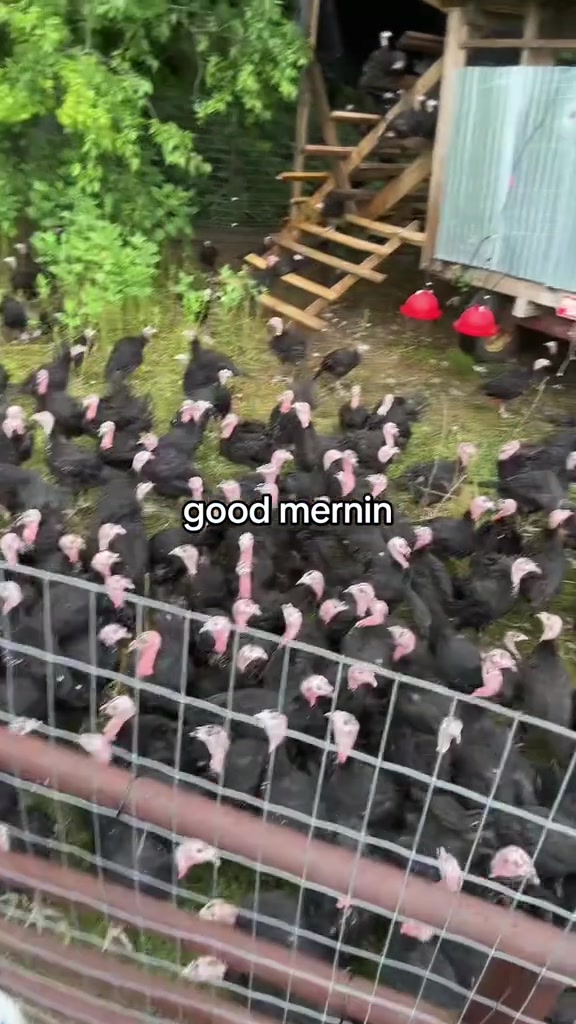 @farmerandtheharpiist
