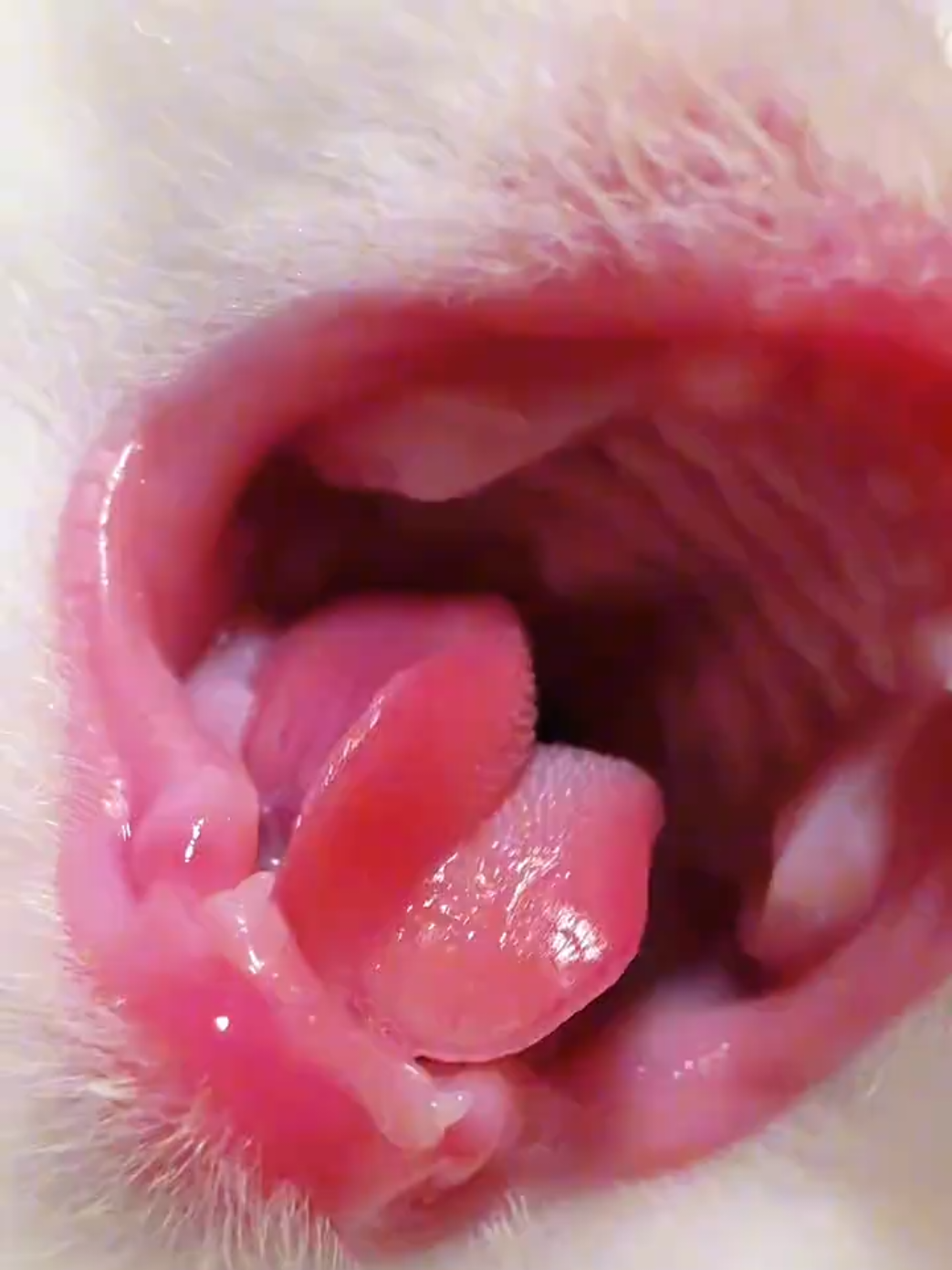@cheerypaws