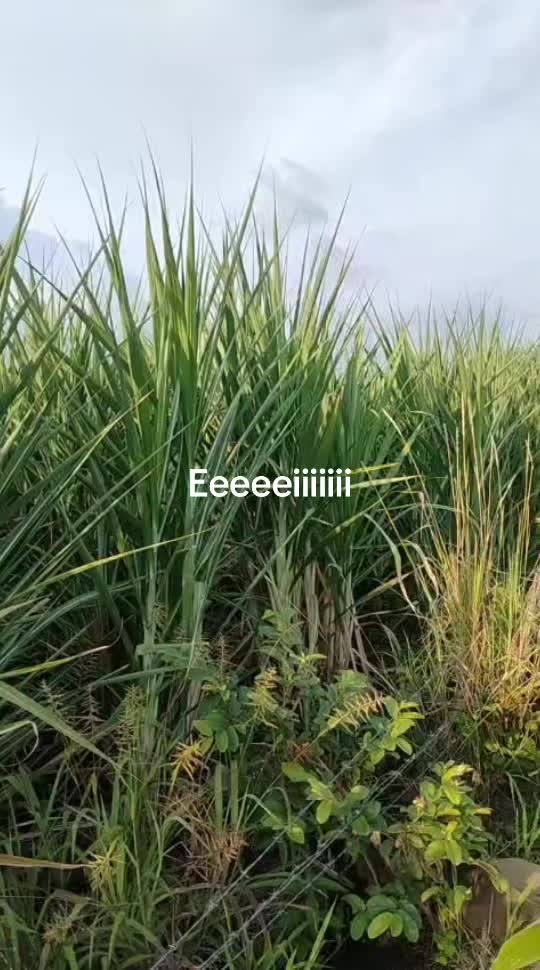 @Elias Ramirez