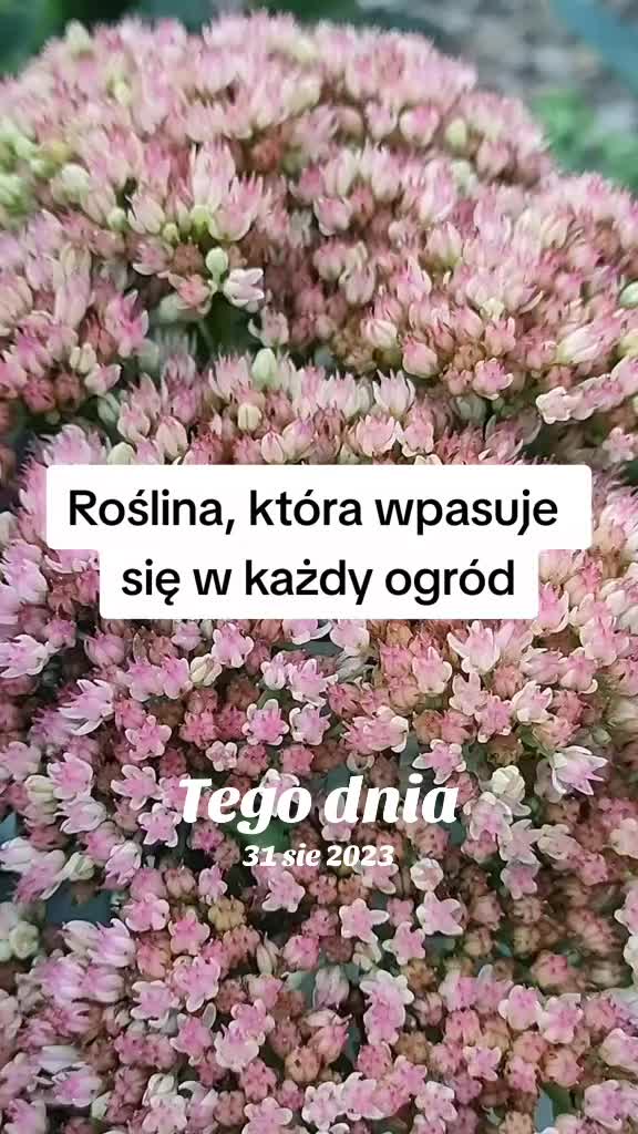 @Ogrodnik Doskonały