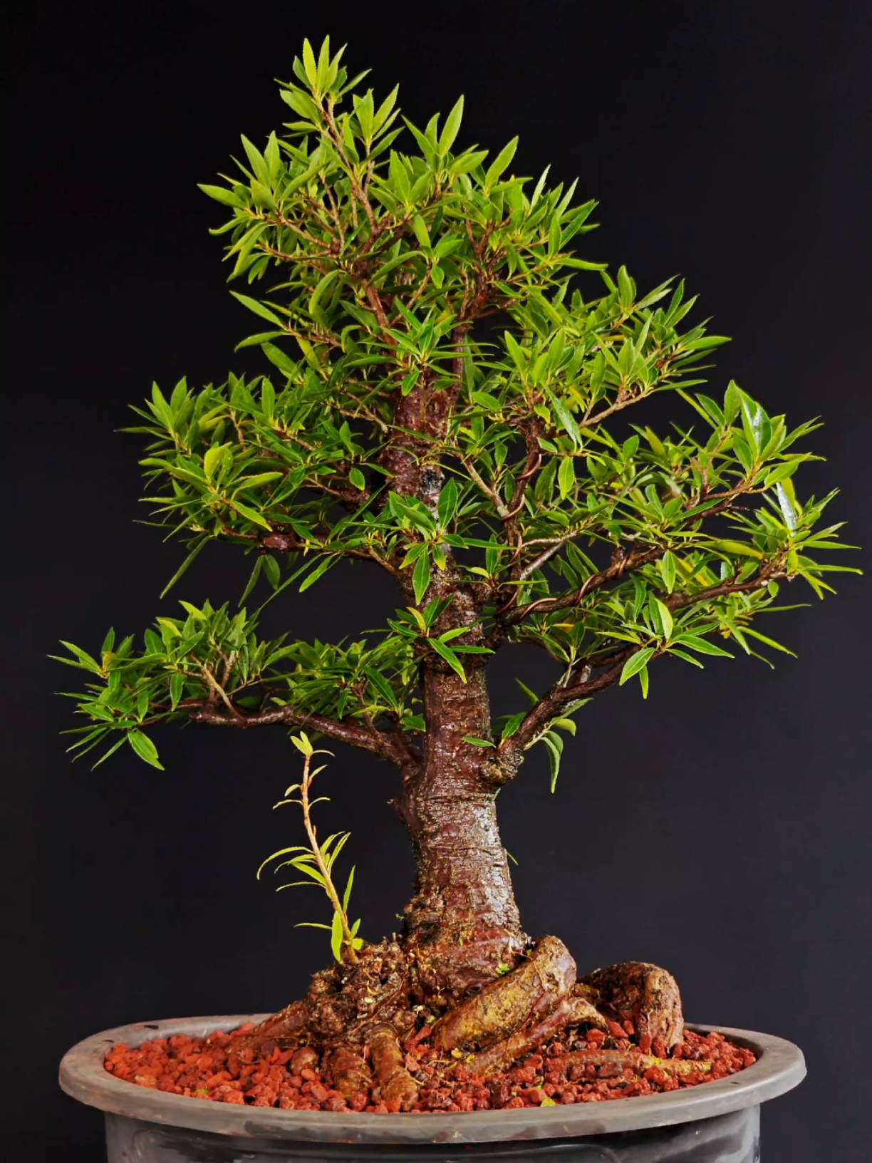 @Bryan Loves Bonsai