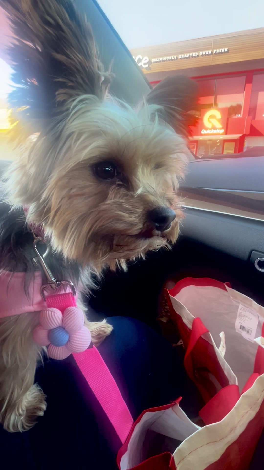 @Tinka the Yorkie