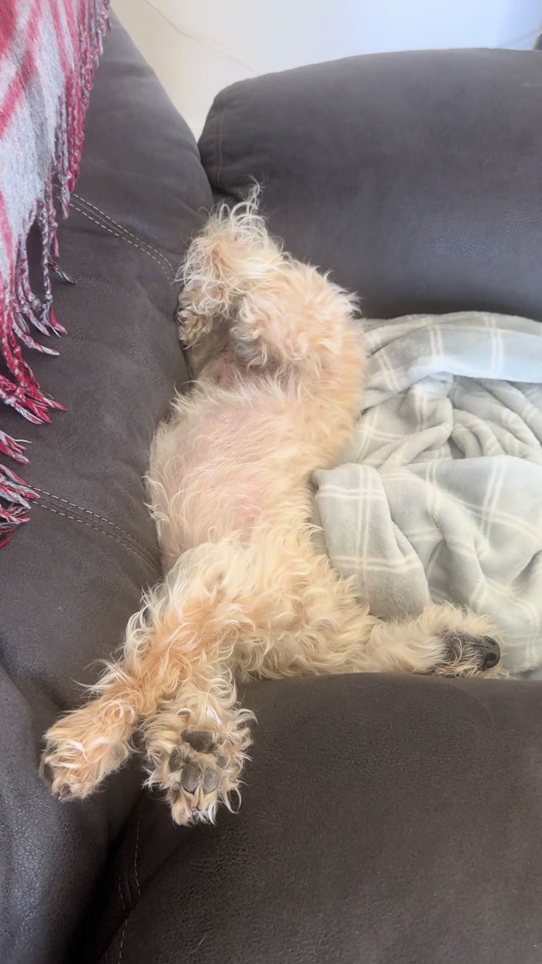 @He Was A PoodleBoi