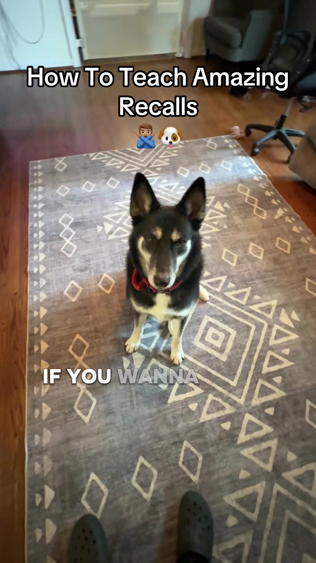 @Best Buddy Dog Trainer LLC