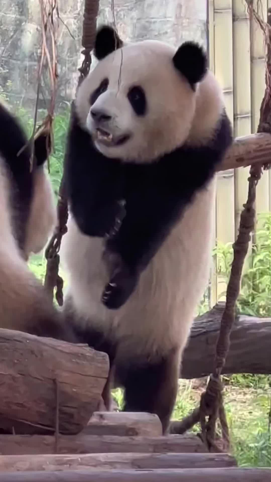 @ddicwnkgf4