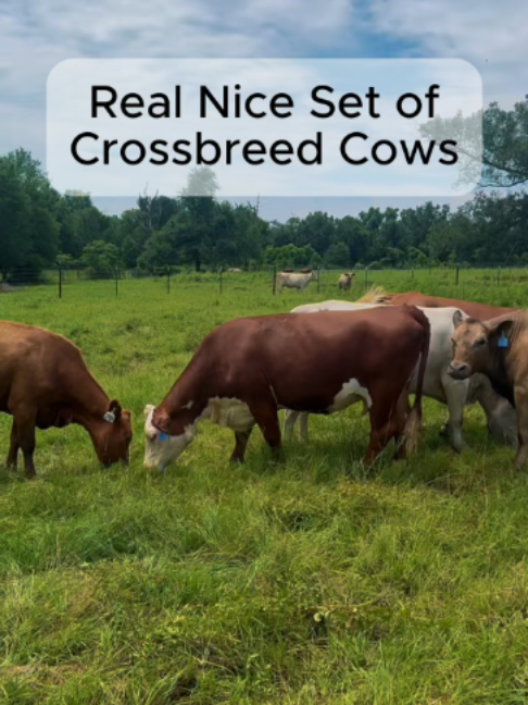 @Rutherford Land and Cattle