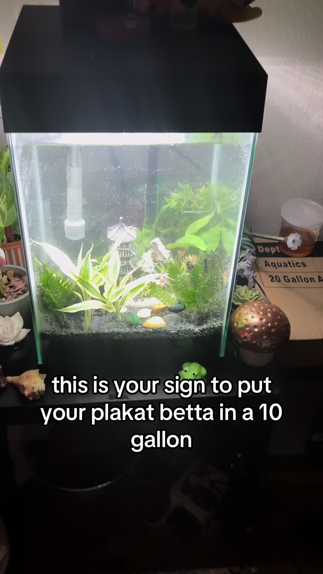 @alex