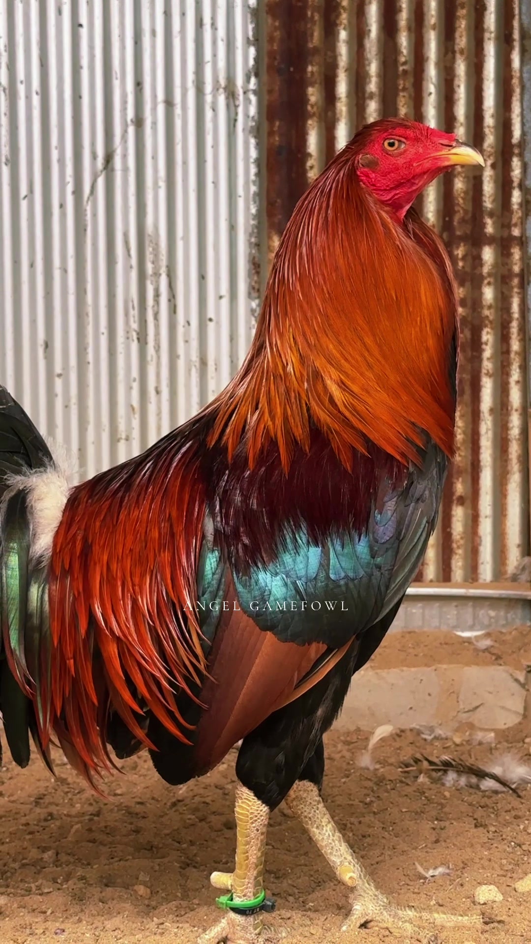 @angelsgamefowl88