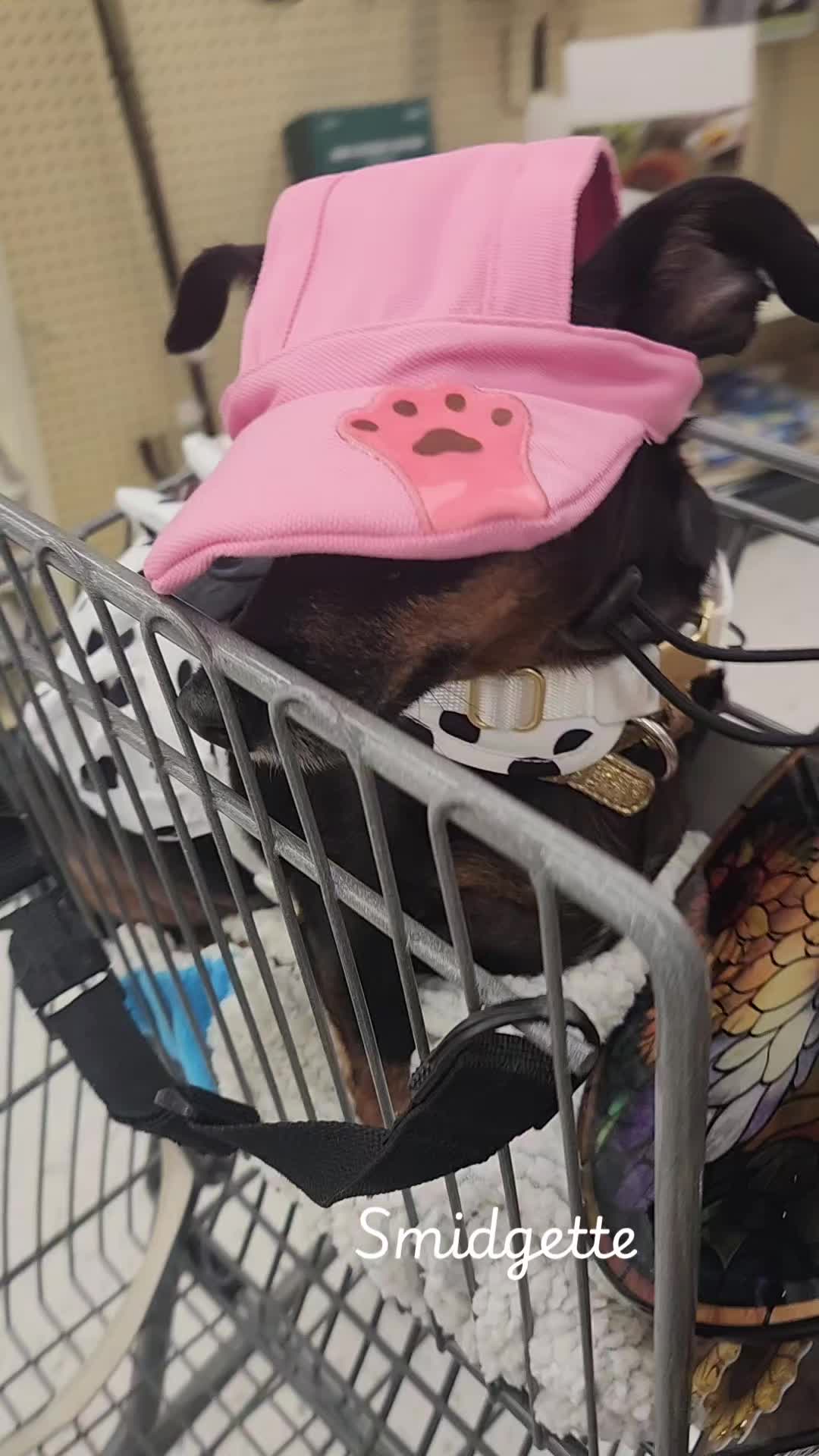 @willie_the_grumpydog