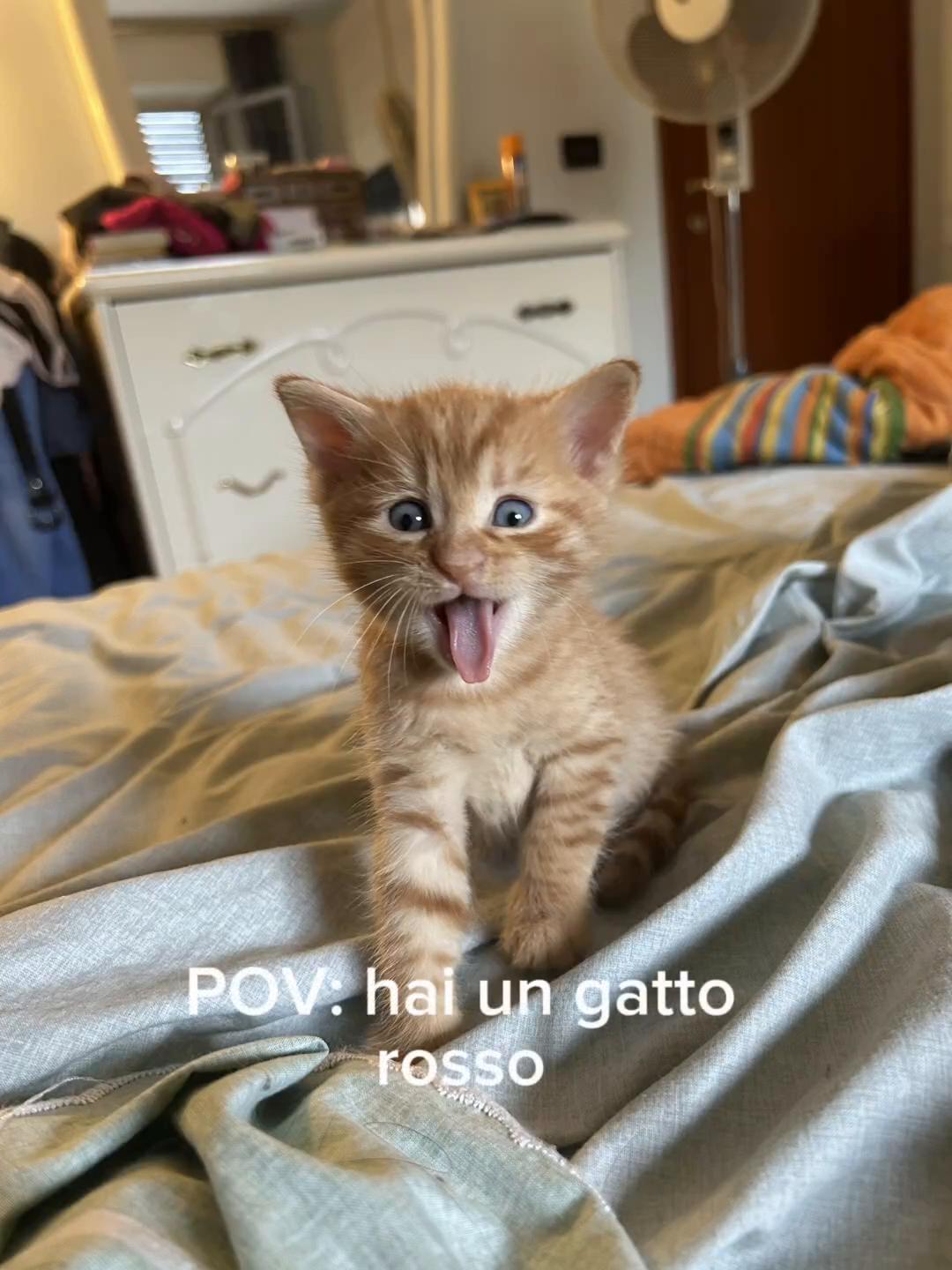 @Elena Stefanelli