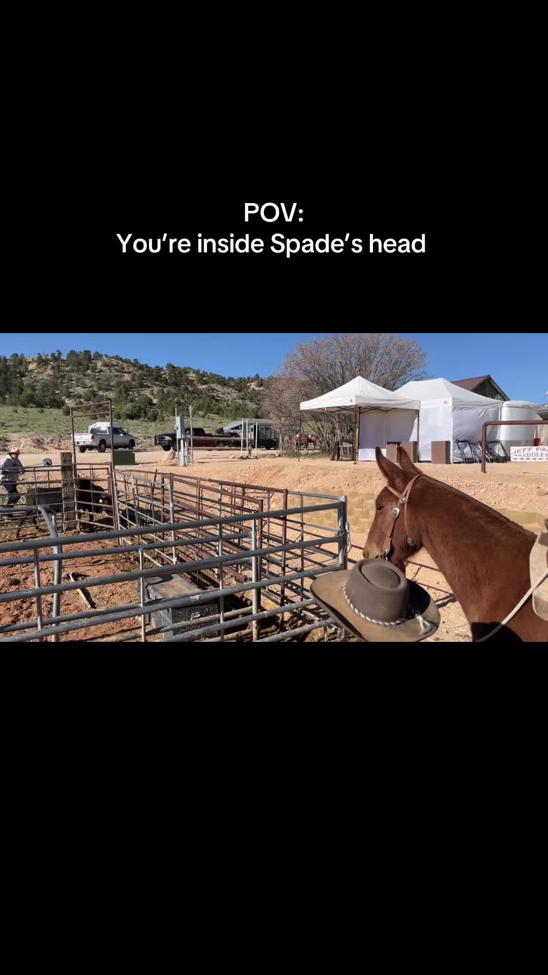 @Skye Evans TSMULES