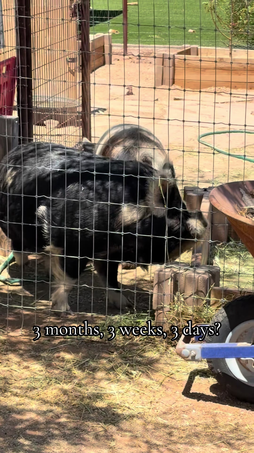 @Farring10Farm